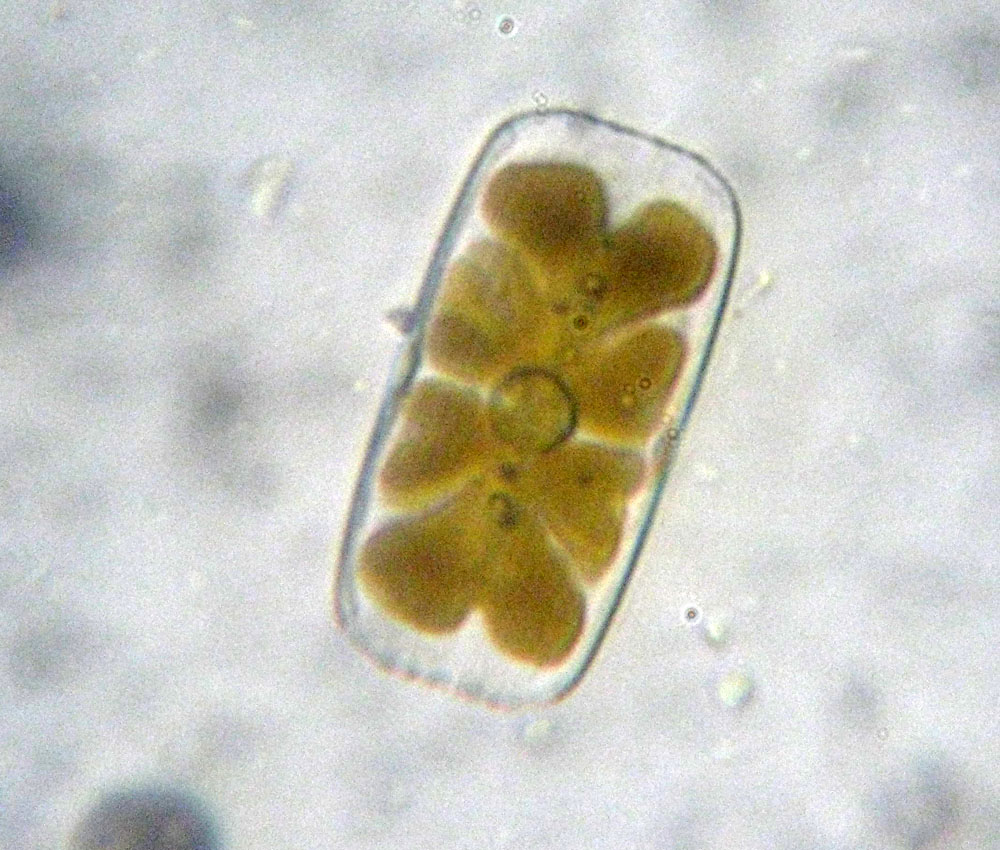 Navicula (?) rhombica, diatomea marina